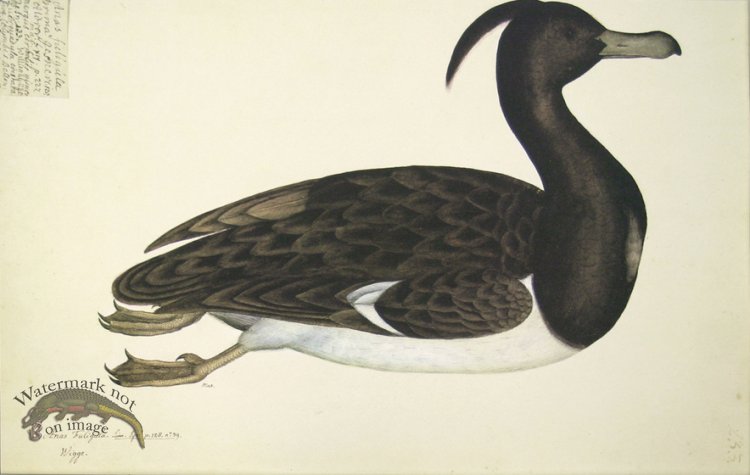 (image for) 233 Swedish Birds . Anas Fuligula.Tufted Duck, Male