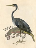 Great Blue Heron - Tribute Bd 39