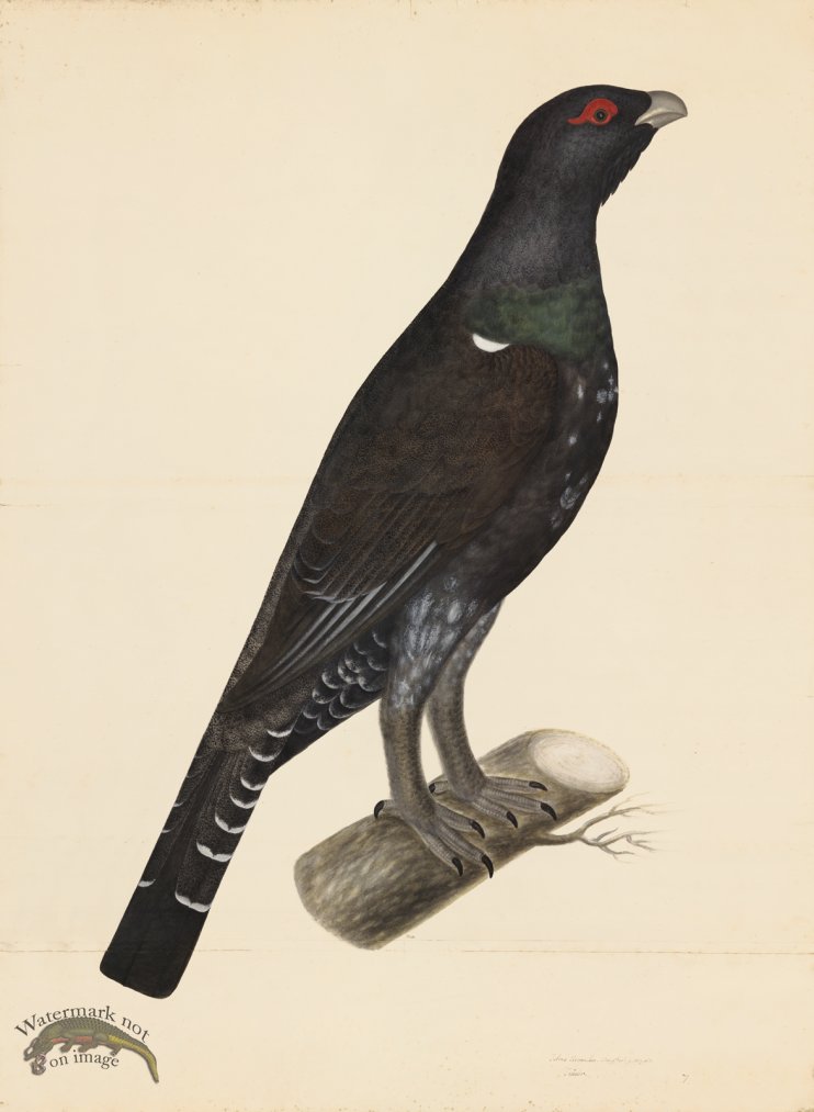 (image for) CAPERCAILLIE COCK . PL 7