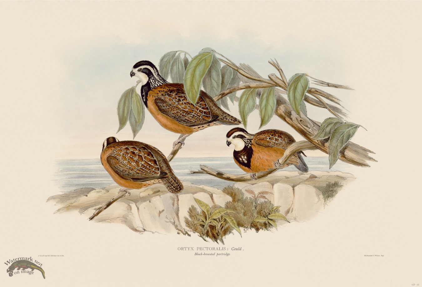 05 Black breasted partridge