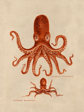 Octopus Orange 13