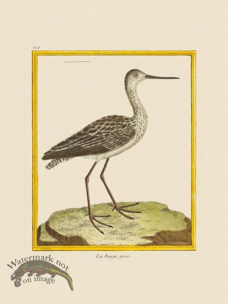 (image for) Martinet Bird 876