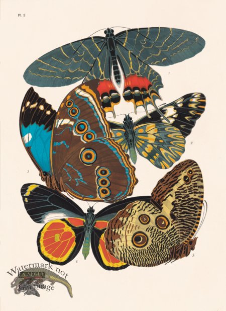 (image for) Seguy Butterfly 02