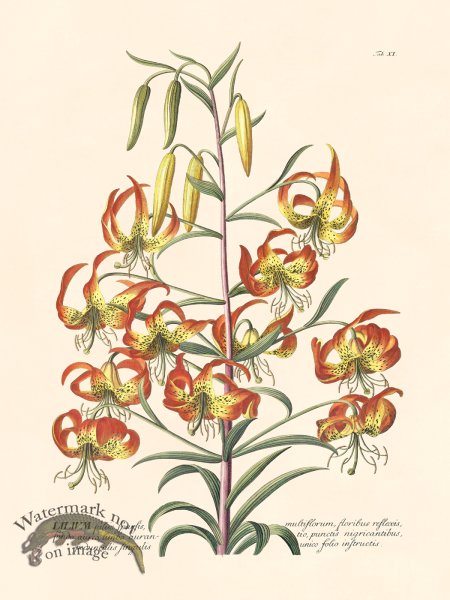 (image for) Trew Botanical 11