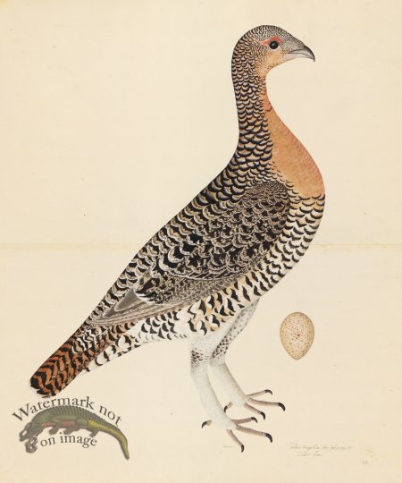 (image for) CAPERCAILLIE HEN . PL 28