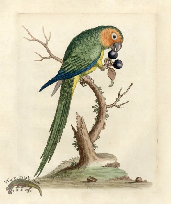 Edwards Parrot 12.jpg