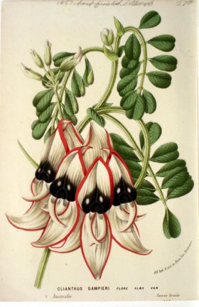 (image for) Botanical