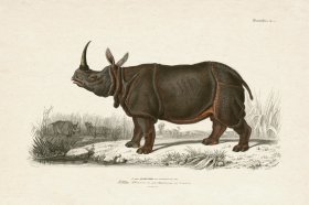 FNH 08 Rhinoceros