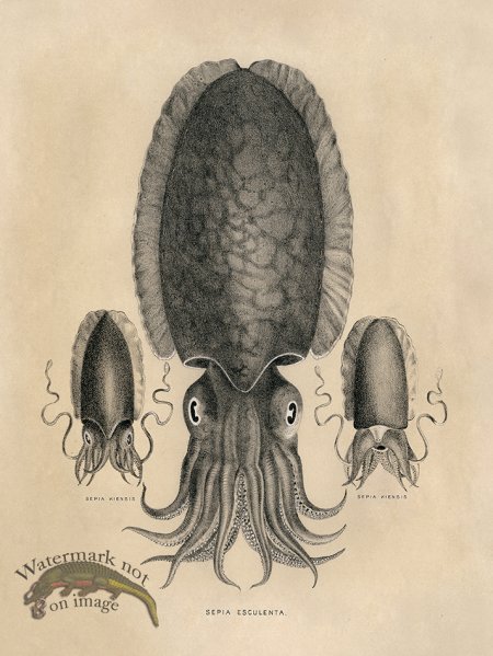 (image for) Octopus Tan 04