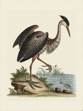 Edwards 135 Ash-Colour'd Heron