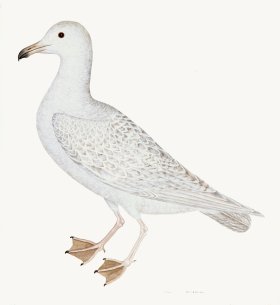 Rudbeck 025 WHITE GULL 22x24