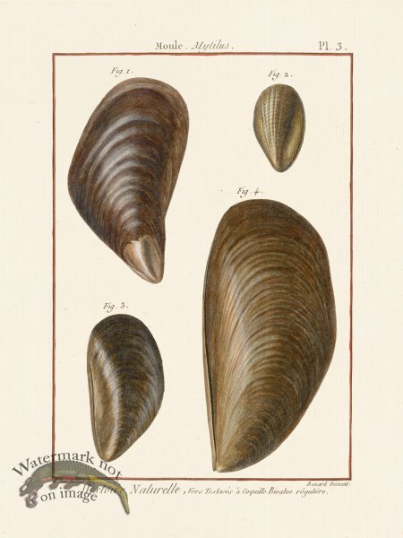 (image for) Diderot Shell 03