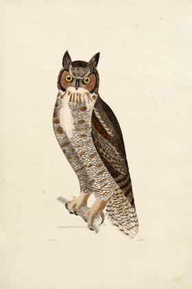 KO 06 Virginian Owl