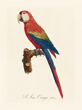 Barraband Parrot 002