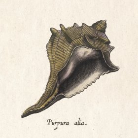 Merian Shell 13