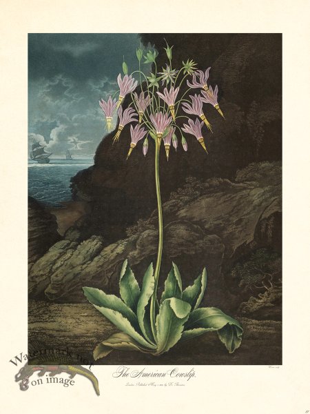 (image for) 27 American Cowslip