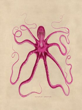 Octopus Pink 18