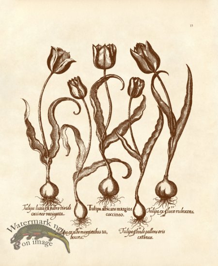 (image for) Besler 15 Tulips