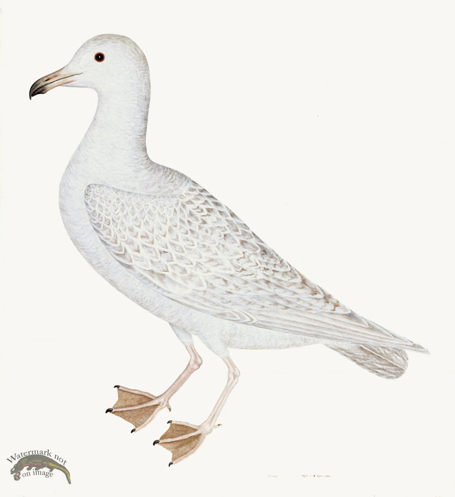 (image for) Rudbeck 025 WHITE GULL 22x24