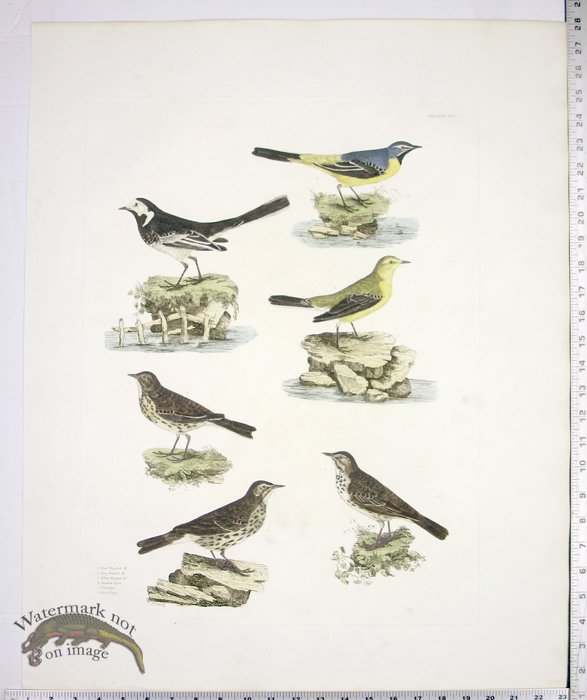 Wagtails and Pipits