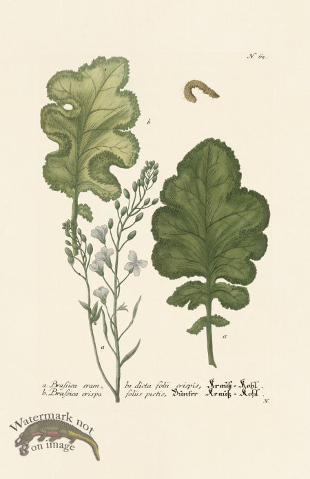 (image for) Weinmann PL 062