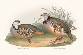 Gould Game Bird 038