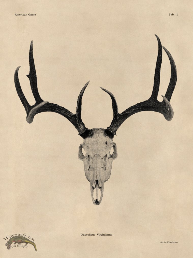 (image for) Tan Bones 01 White Tail