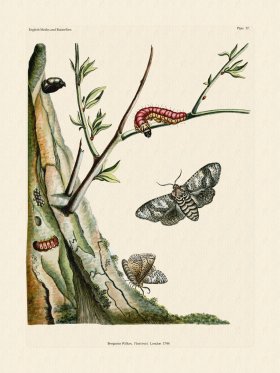 (image for) Wilkes Butterflies 037