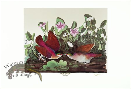 (image for) Key West Quail Dove