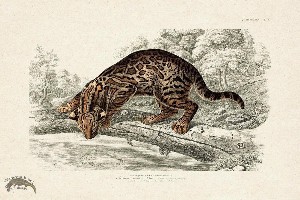 FNH 12 Ocelot