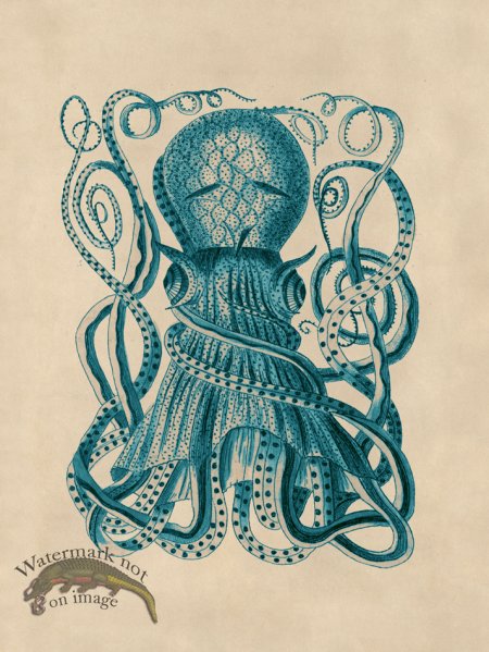 (image for) Octopus Teal 28