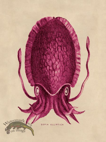 (image for) Octopus Pink 12