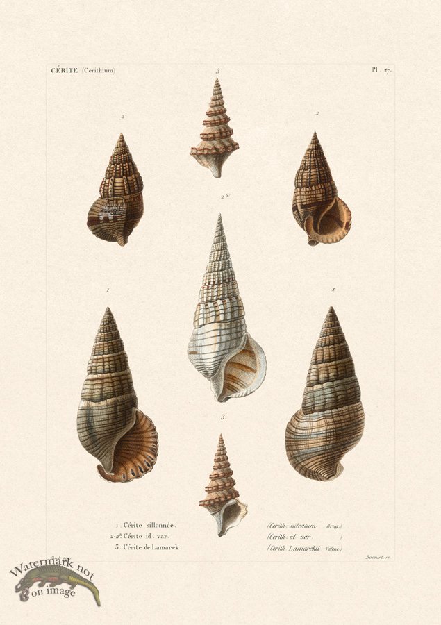 (image for) French Shell 027