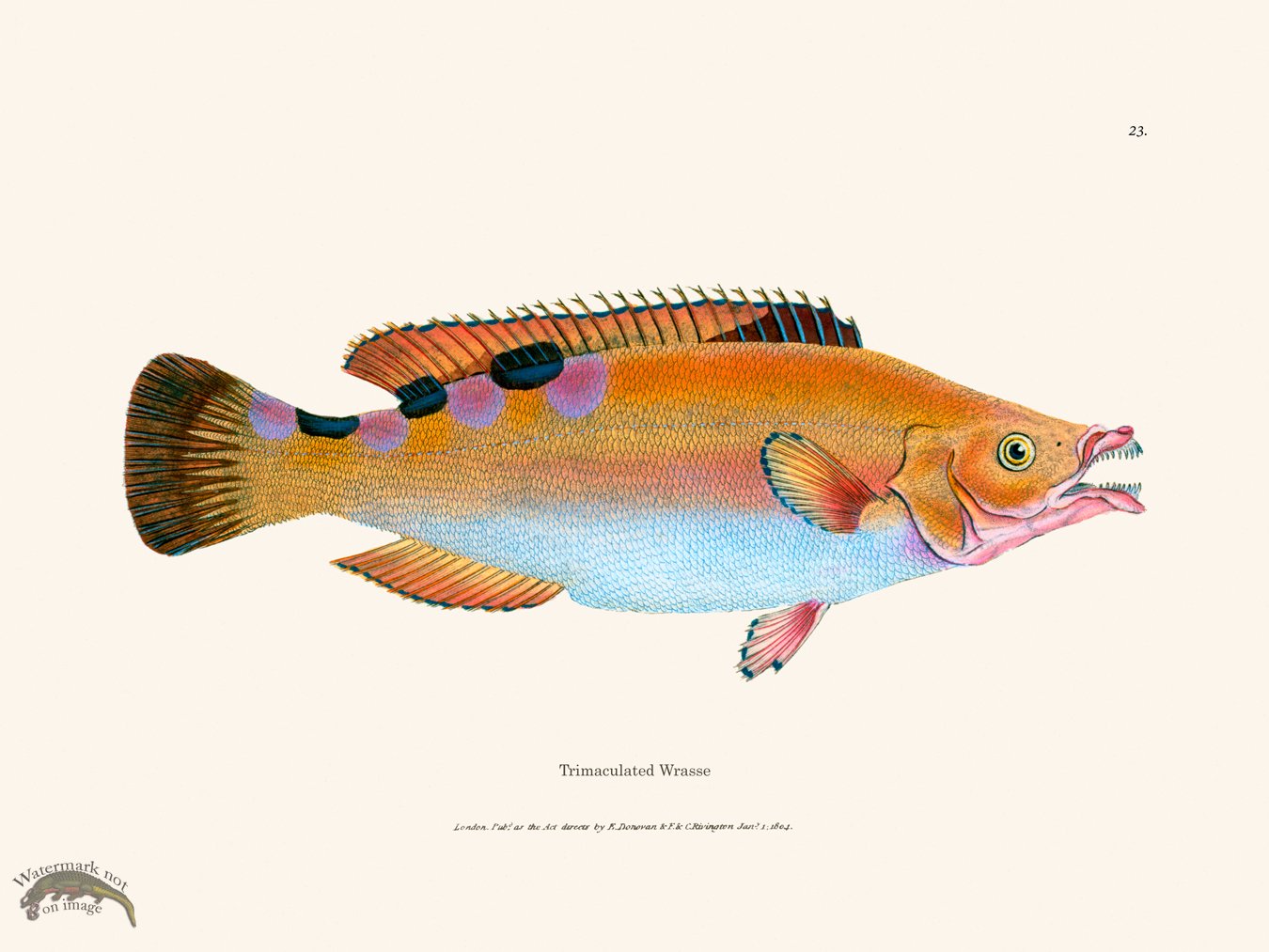 (image for) 023 Trimaculated Wrasse