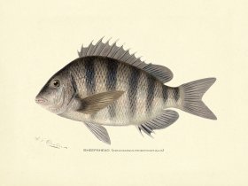 Sheepshead