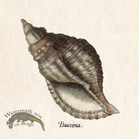 (image for) Merian Shell 14