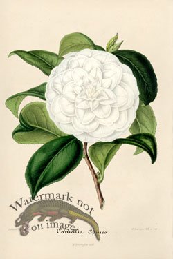 Camellias