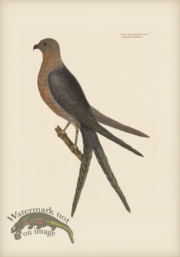 004 Swallow tailed Hawk