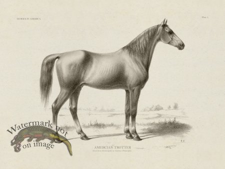 (image for) American Trotter