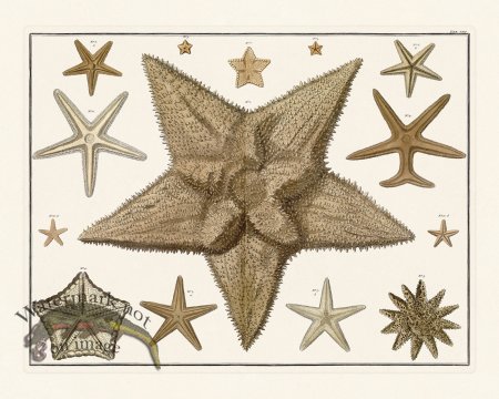 (image for) Seba B2 008 Starfish