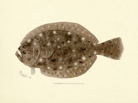 Flounder