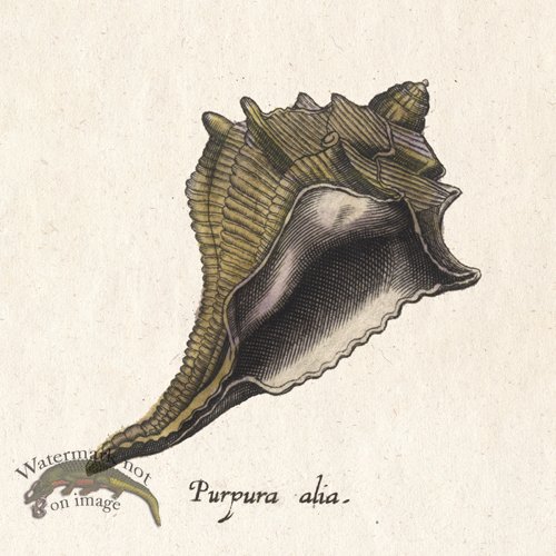 Merian Shell 13