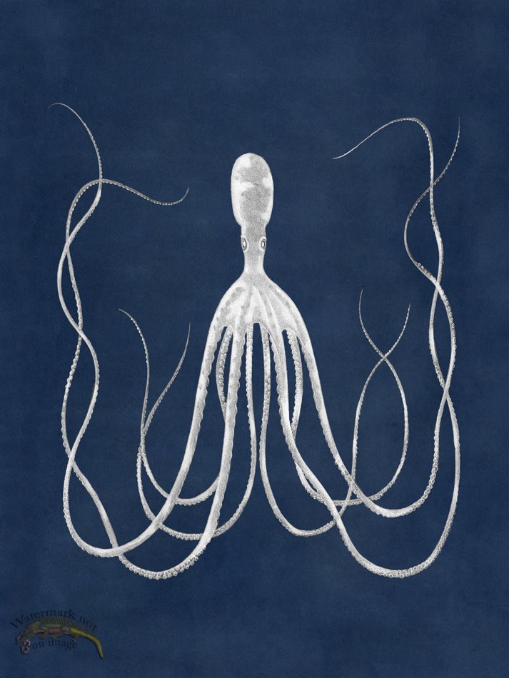 (image for) Octopus Blue 23