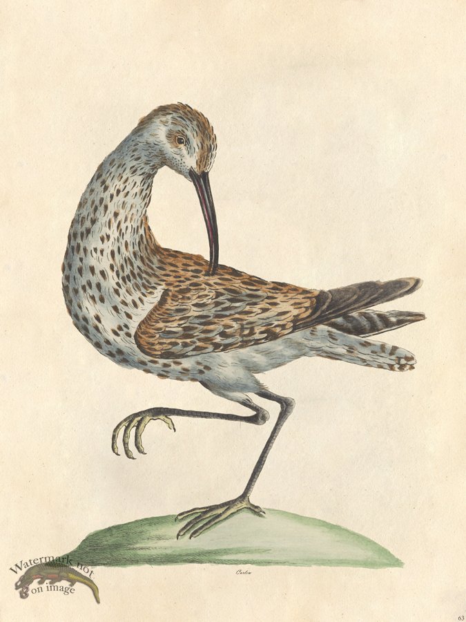 (image for) Curlew - Tribute Bd 63 M