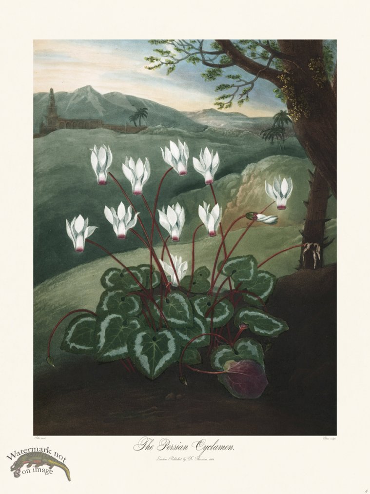 05 The Persian Cyclamen