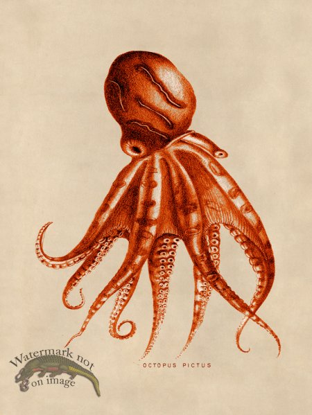 (image for) Octopus Orange 10