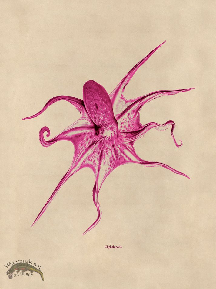 (image for) Octopus Pink 25