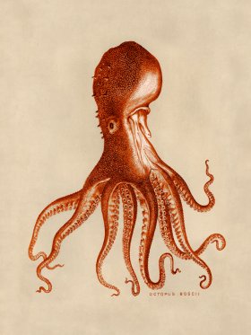 Octopus Orange 16