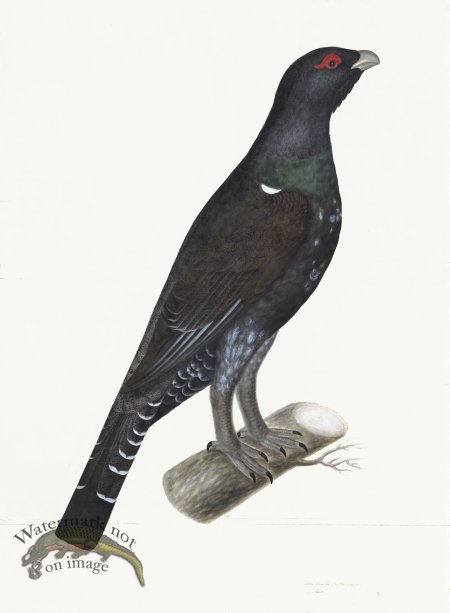 (image for) Rudbeck 007 CAPERCAILLIE 22x30