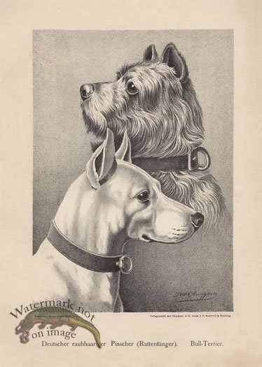 1890s Dogs 01